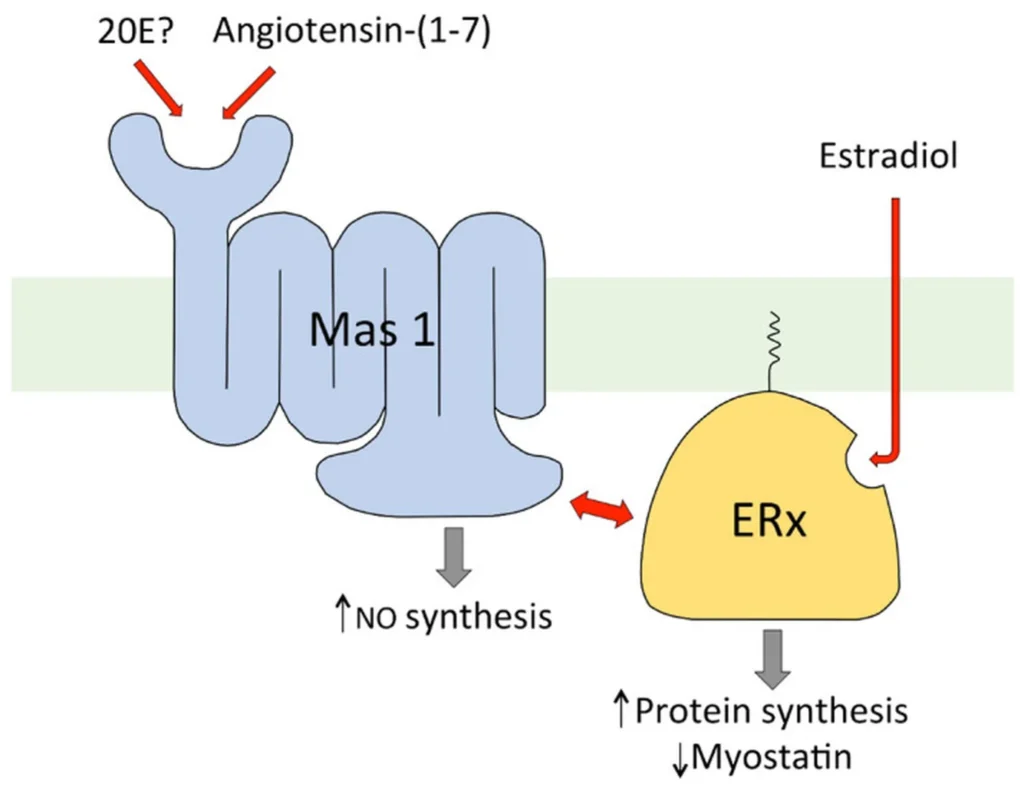 Schéma d'une membrane de cellule : l'ecdystérone et l'angiotensine 1-7 se fixent sur le récepteur MAS 1, qui coopère avec un récepteur aux œstrogènes membranaire pour augmenter la synthèse de protéines et baisser la myostatine