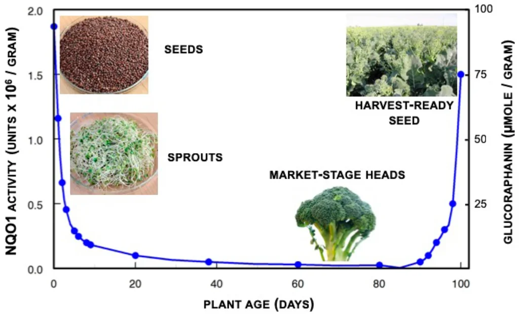 Courbe de la glucoraphanine du brocoli selon l'âge de la plante, avec des photos : très haute dans les graines, elle chute en quelques jours dans les pousses, reste presque nulle dans les têtes du marché et remonte dans les graines mûres
