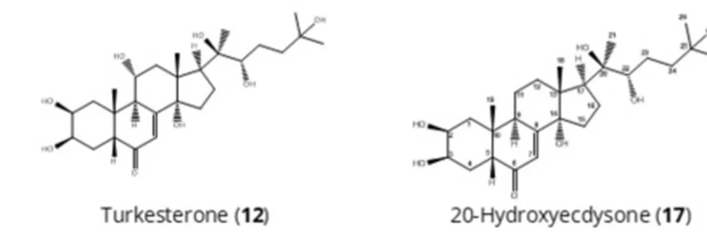 Formules chimiques de la turkestérone et de la 20-hydroxyecdysone côte à côte : même squelette à quatre cycles, avec un groupe OH en plus en position 11 sur la turkestérone