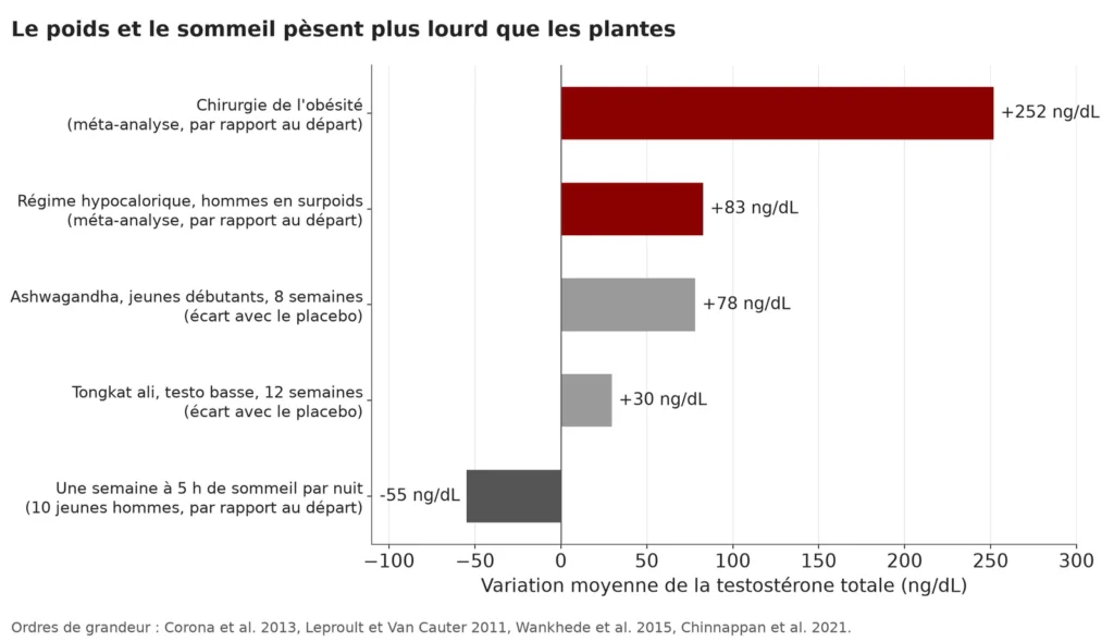 Graphique en barres horizontales : plus 252 ng/dL après une chirurgie de l'obésité, plus 83 avec un régime hypocalorique, plus 78 pour l'ashwagandha et plus 30 pour le tongkat ali par rapport au placebo, moins 55 après une semaine à 5 heures de sommeil