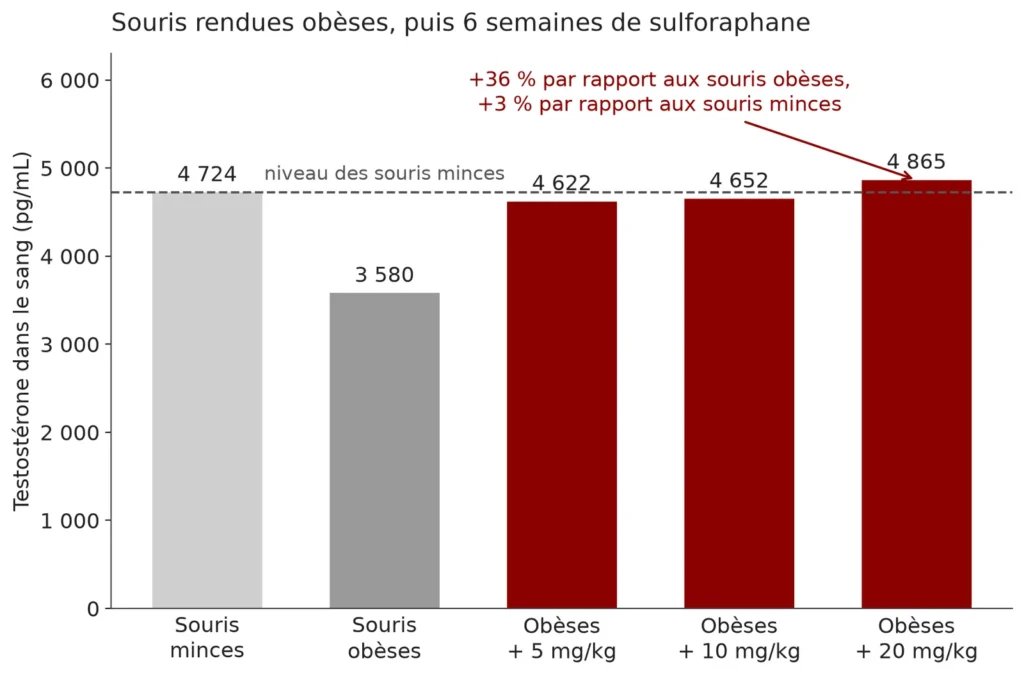Graphique en barres de la testostérone de souris : 4 724 pg/mL chez les souris minces, 3 580 chez les obèses, puis 4 622, 4 652 et 4 865 chez les obèses traitées avec 5, 10 et 20 mg/kg de sulforaphane