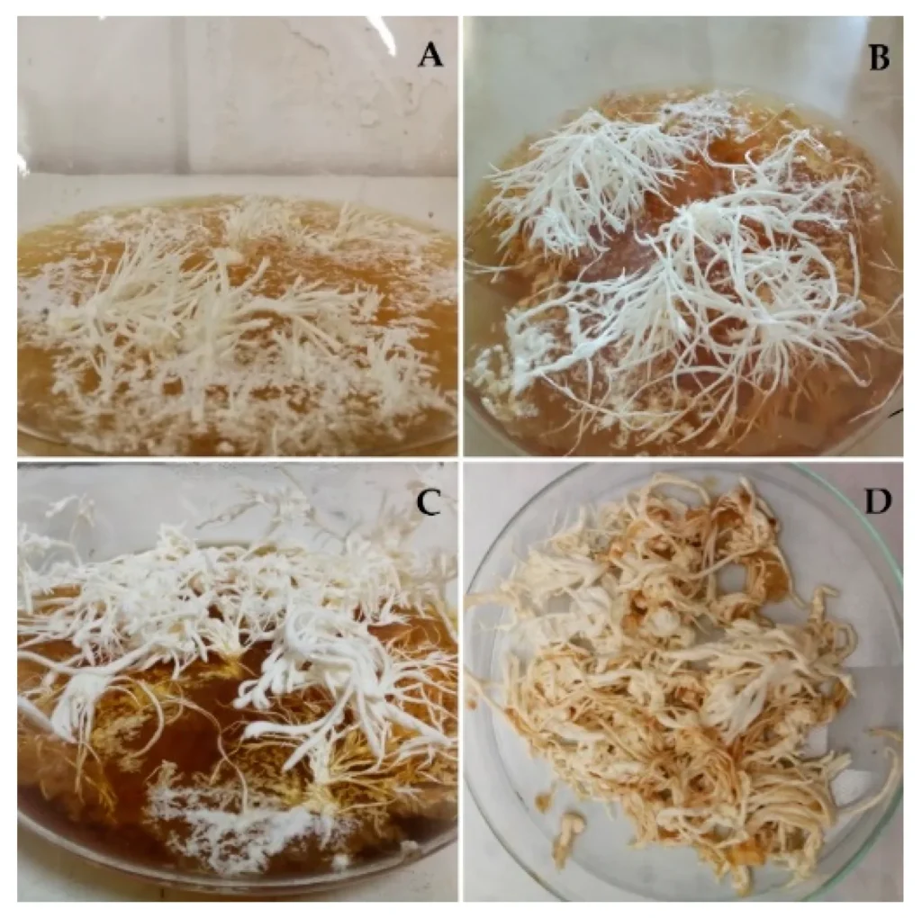 Quatre photos de boîtes de culture où des filaments blancs ramifiés de lion's mane grandissent à 30, 45 et 60 jours, puis le même matériel récolté et posé dans une boîte en verre