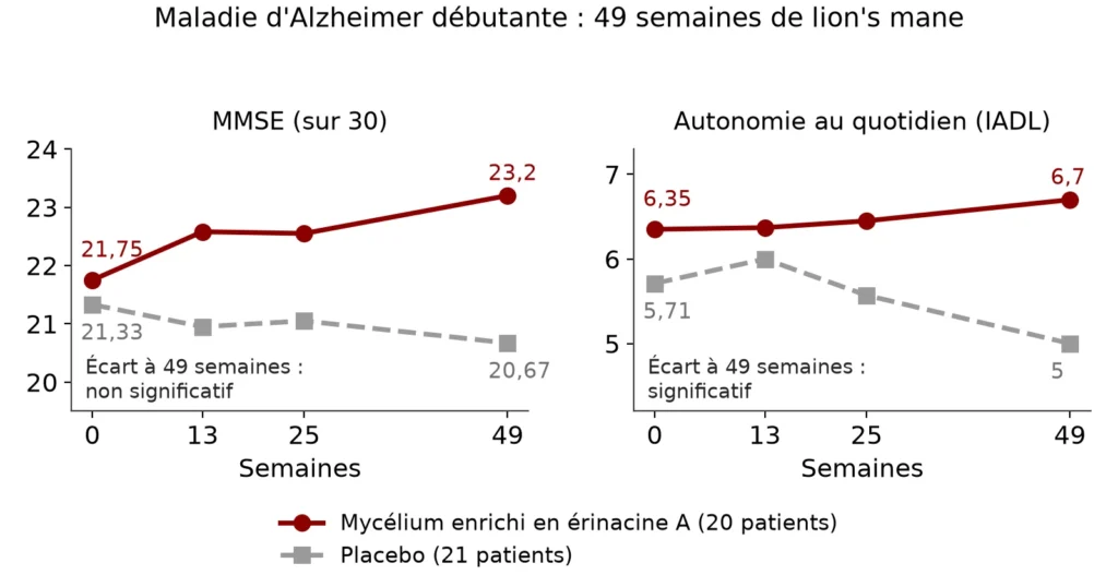 Deux graphiques en courbes sur 49 semaines : le MMSE passe de 21,75 à 23,2 avec le mycélium de lion's mane et de 21,33 à 20,67 sous placebo, l'autonomie au quotidien passe de 6,35 à 6,7 contre 5,71 à 5