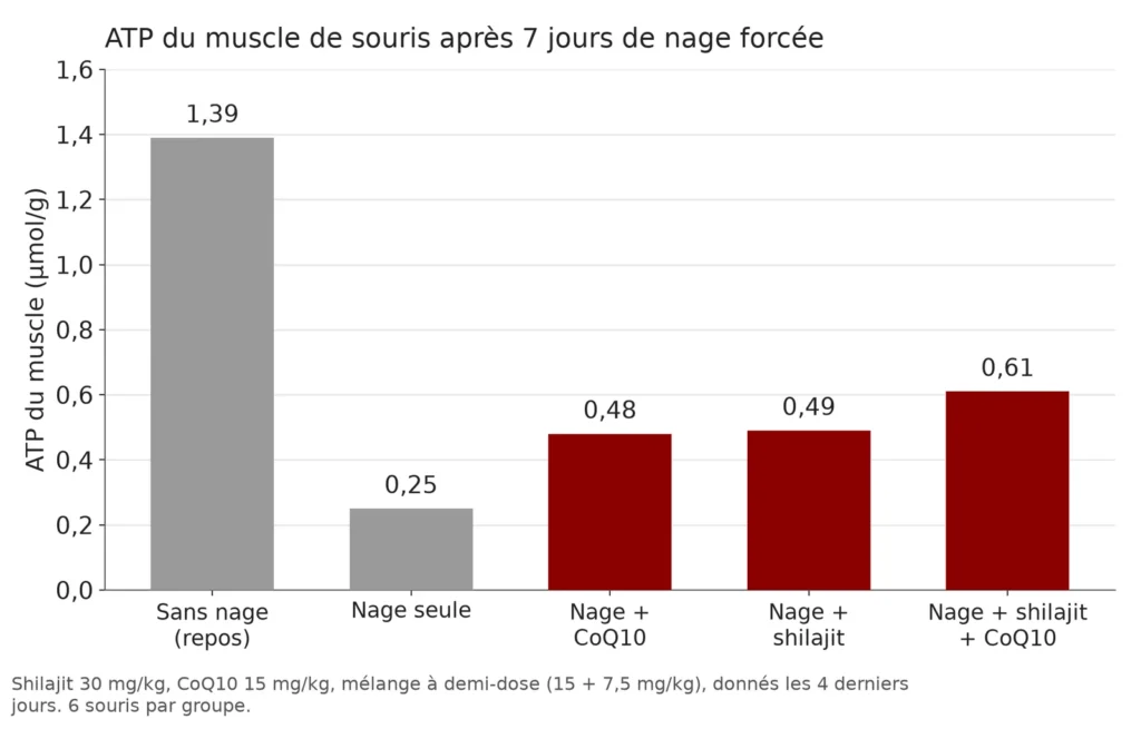 Graphique en barres de l'ATP du muscle de souris : 1,39 au repos, 0,25 après 7 jours de nage, 0,48 avec la coenzyme Q10, 0,49 avec le shilajit et 0,61 avec les deux