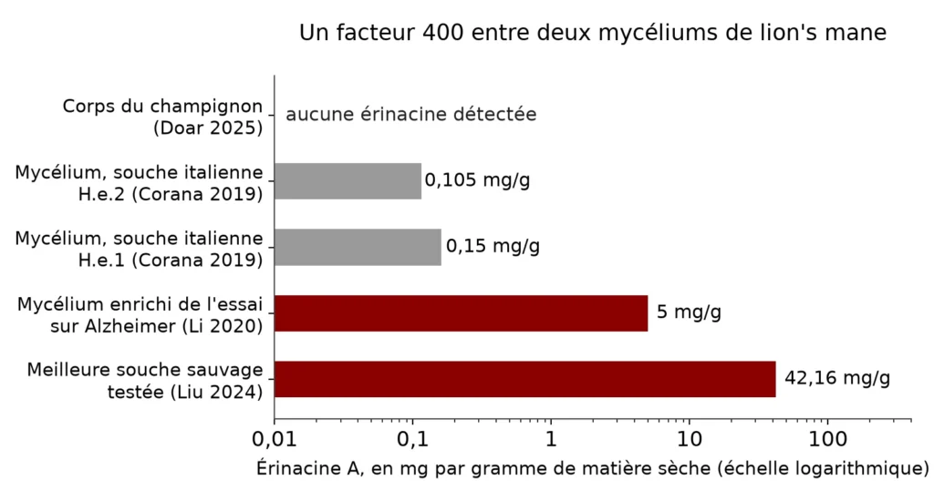 Graphique en barres horizontales sur échelle logarithmique : aucune érinacine dans le corps du champignon, 0,105 et 0,15 mg par gramme dans deux mycéliums italiens, 5 mg dans le mycélium enrichi de l'essai sur Alzheimer, 42,16 mg dans la meilleure souche testée en Chine