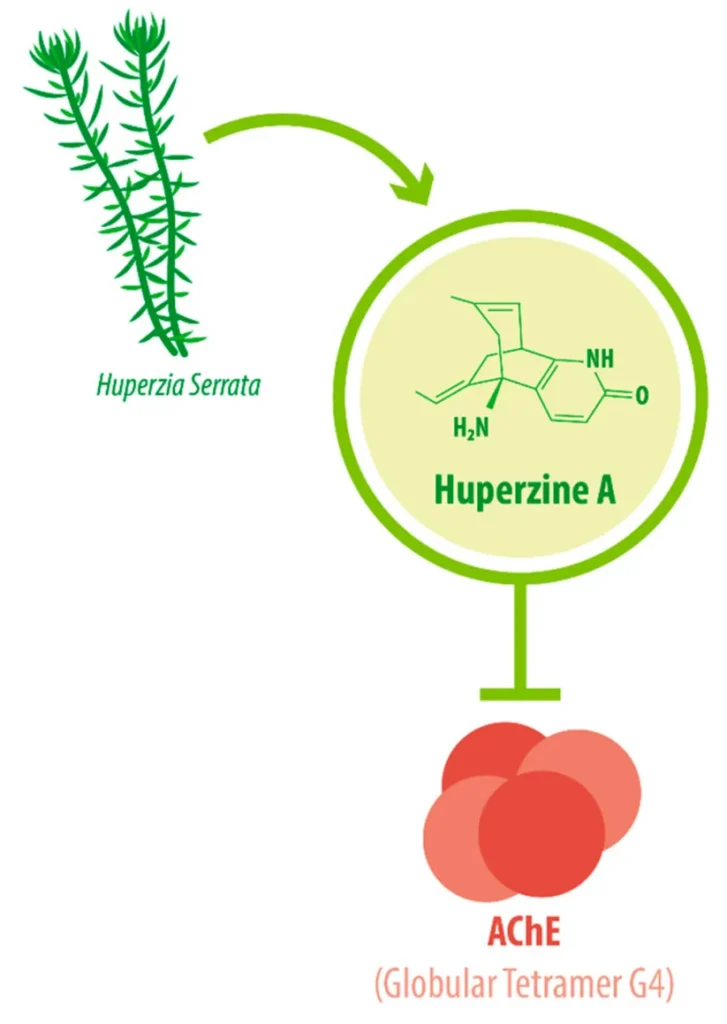 Schéma montrant la plante Huperzia serrata, une flèche vers la formule chimique de l'huperzine A, et un trait qui bloque l'acétylcholinestérase, dessinée comme quatre sphères rouges