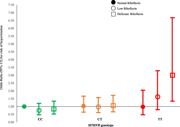 Graphique du risque d'hypertension selon le génotype MTHFR CC, CT et TT et le statut en riboflavine : le risque n'augmente que chez les TT, jusqu'à 3 fois quand la riboflavine est carencée