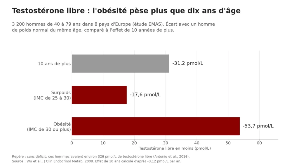 Graphique en barres de la testostérone libre en moins : 31,2 pmol/L pour dix ans d'âge, 17,6 pmol/L en surpoids et 53,7 pmol/L en cas d'obésité, par rapport à un homme de poids normal du même âge