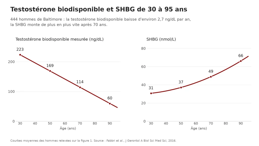 Graphique : testostérone biodisponible de 223 à 60 ng/dL et SHBG de 31 à 66 nmol/L entre 30 et 90 ans