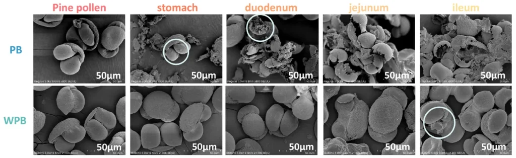 Deux rangées d'images au microscope électronique de grains de pollen de pin pendant une digestion simulée : en haut les grains à paroi cassée se fragmentent, en bas les grains entiers restent intacts