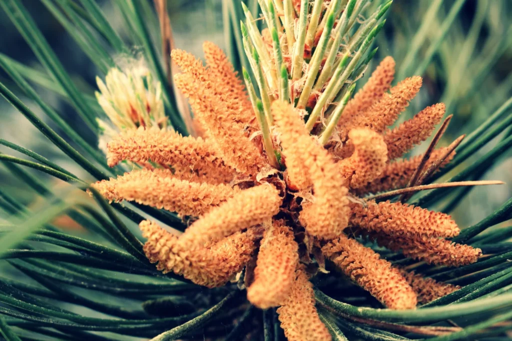 Bouquet de cônes mâles de pin, orange et couverts de pollen, au milieu de longues aiguilles vertes