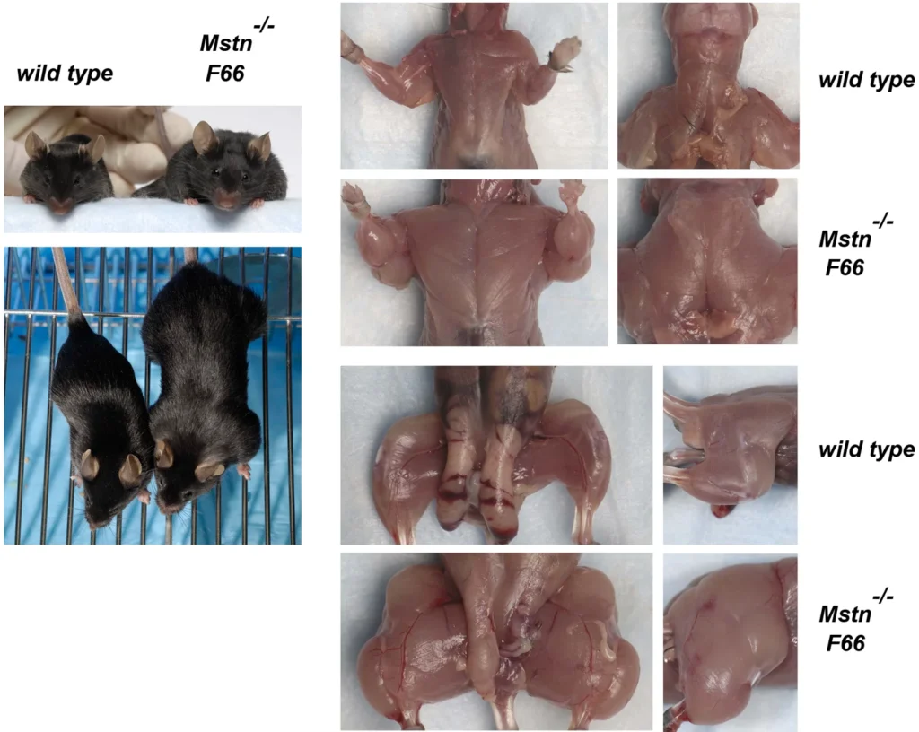 Photos d'une souris normale et d'une souris sans myostatine qui fabrique de la follistatine, vivantes puis sans la peau : la seconde a des épaules et des cuisses bien plus massives
