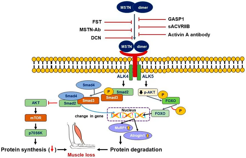 Schéma : la myostatine se fixe sur son récepteur de la membrane, active Smad2 et Smad3, coupe la voie AKT et mTOR qui fabrique les protéines et active les gènes qui les dégradent, ce qui fait perdre du muscle