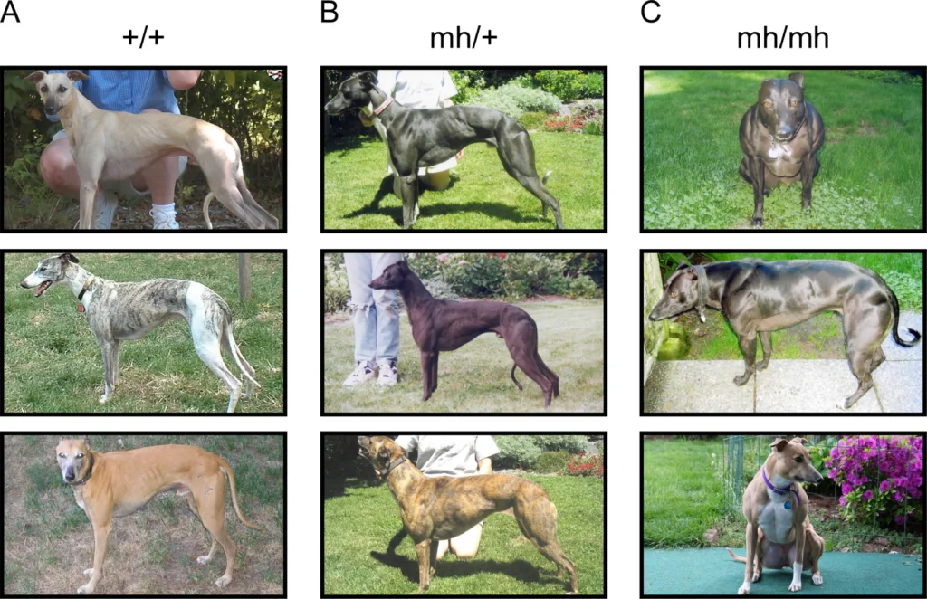 Neuf photos de whippets : à gauche des chiens fins sans mutation, au centre des chiens plus musclés avec une copie de la mutation, à droite des chiens massifs avec deux copies