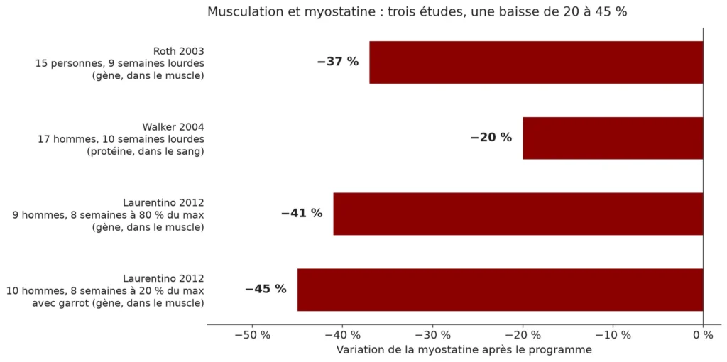 Graphique en barres horizontales : la myostatine baisse de 37 % chez Roth, de 20 % chez Walker, de 41 % à 80 % du maximum et de 45 % à 20 % du maximum avec garrot chez Laurentino
