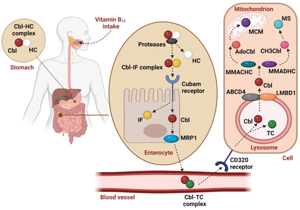 Schéma du trajet de la vitamine B12 : liaison à l'haptocorrine dans l'estomac, puis au facteur intrinsèque dans l'intestin, absorption par le récepteur cubam d'une cellule intestinale, transport dans le sang sur la transcobalamine, puis transformation en adénosylcobalamine dans la mitochondrie et en méthylcobalamine dans la cellule