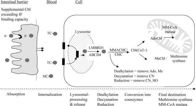 Schéma du trajet de la vitamine B12 : absorption par l'intestin, transport dans le sang par la transcobalamine, entrée dans la cellule, passage par le lysosome, puis retrait du groupe méthyl, adénosyl, cyano ou hydroxo par la protéine MMACHC avant la fabrication des deux coenzymes