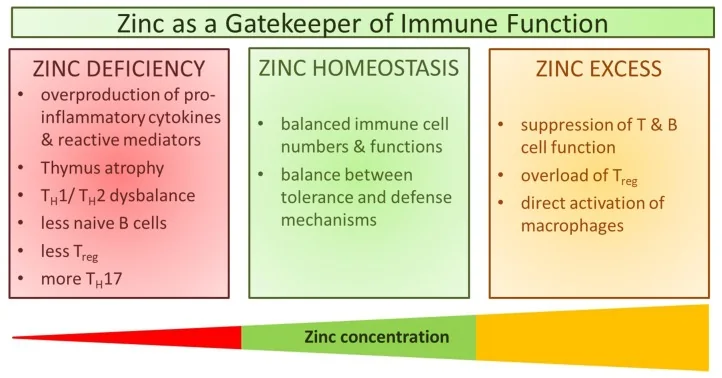 Schéma en trois colonnes : la carence en zinc, l'équilibre et l'excès de zinc, chacun avec ses effets sur les cellules immunitaires, au-dessus d'une barre de concentration en zinc allant du rouge au jaune
