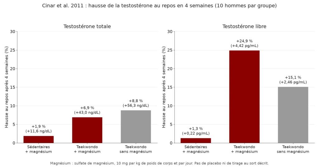Deux diagrammes en barres : hausse de la testostérone totale et libre au repos dans trois groupes, le groupe taekwondo sans magnésium gagne plus de testostérone totale que le groupe avec magnésium