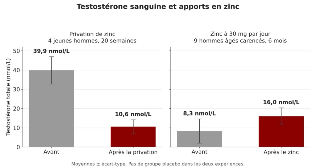 Graphique en barres : la testostérone passe de 39,9 à 10,6 nmol/L après 20 semaines de privation de zinc, et de 8,3 à 16,0 nmol/L après 6 mois de zinc chez des hommes âgés carencés